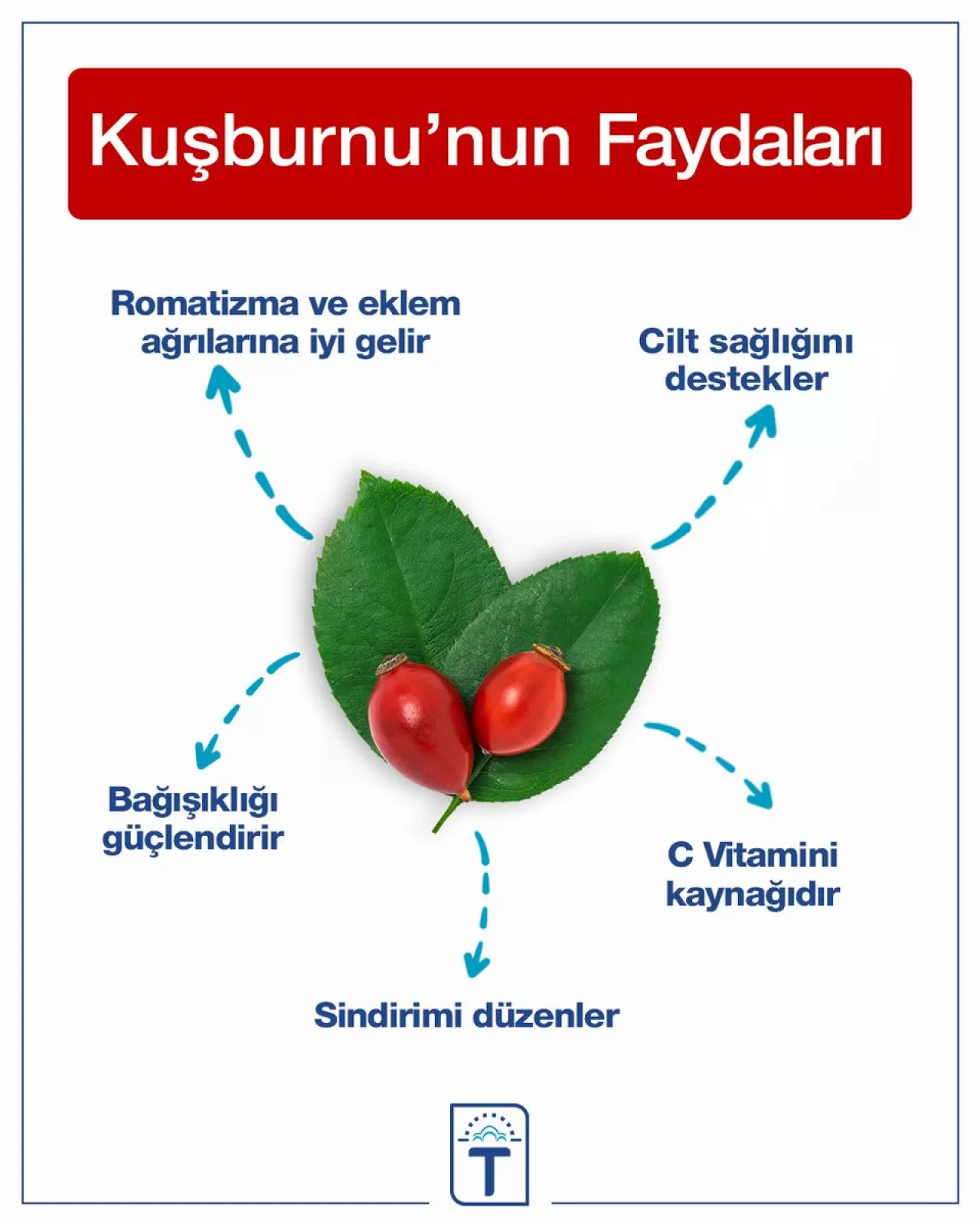 Kuşburnunun Sağlığa 5 Önemli Faydası ve Dikkat Edilmesi Gerekenler