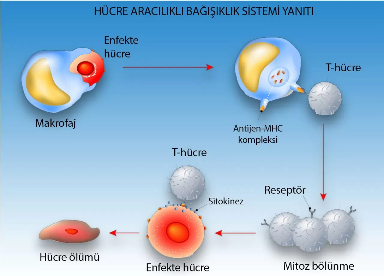 Soğuk Duşun Bilinmeyen Faydası: Bağışıklık Sistemini Nasıl Güçlendiriyor?
