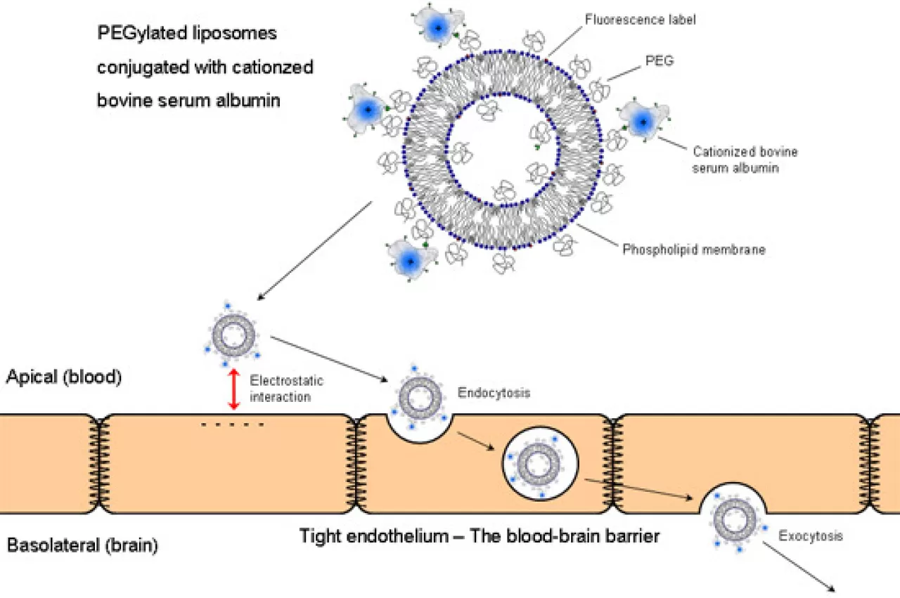 Teknoloji, İlaçların Beyne Güvenli Geçişini Dijital Ortamda Modelliyor