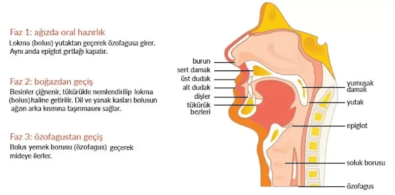 Yutma Güçlüğünün Sessiz İşaretleri: Özofagus Disfonksiyonunun Erken Uyarı Sinyalleri