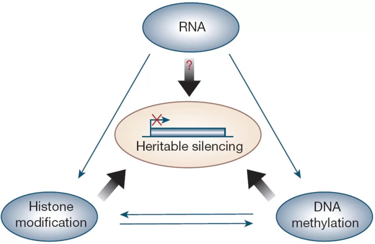 Epigenetik Profille Kişiselleştirilmiş İlaç Tedavisi Dönemi Başlıyor