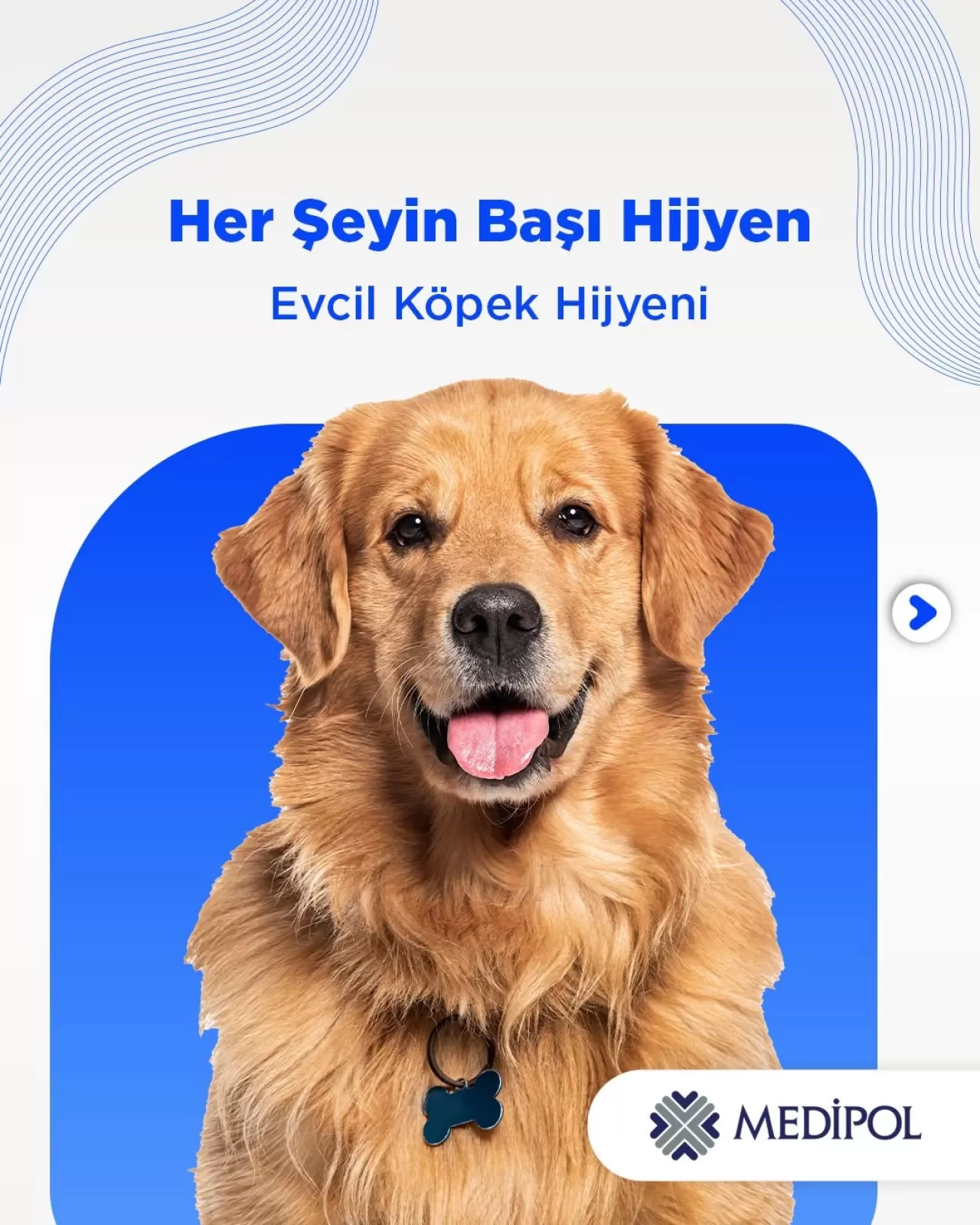 Evcil Hayvan Sahipleri İçin Kritik Hijyen Önlemleri