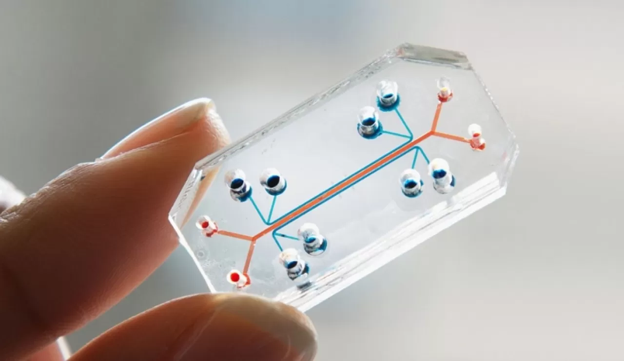 Organ-on-a-Chip Teknolojisi ile İlaç Güvenliğinde Devrim