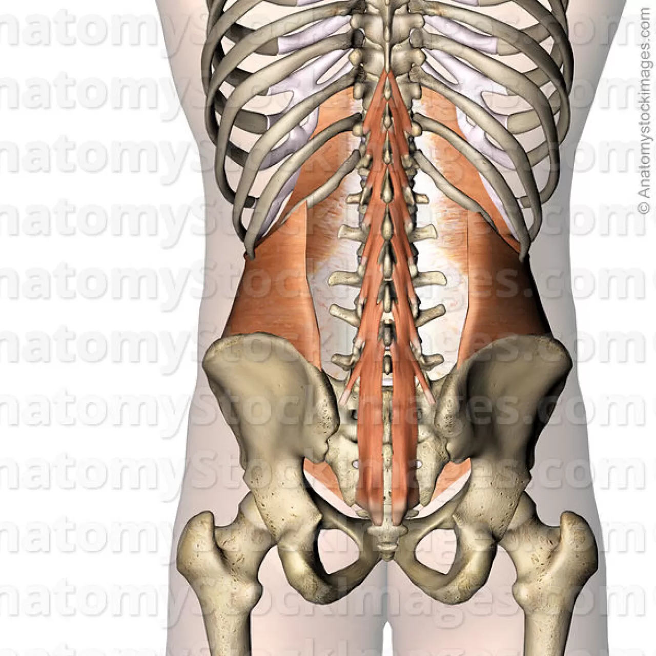 Kronik Sırt Ağrısı, Omurga Stabilizasyon Kaybının Sessiz İşareti Olabilir