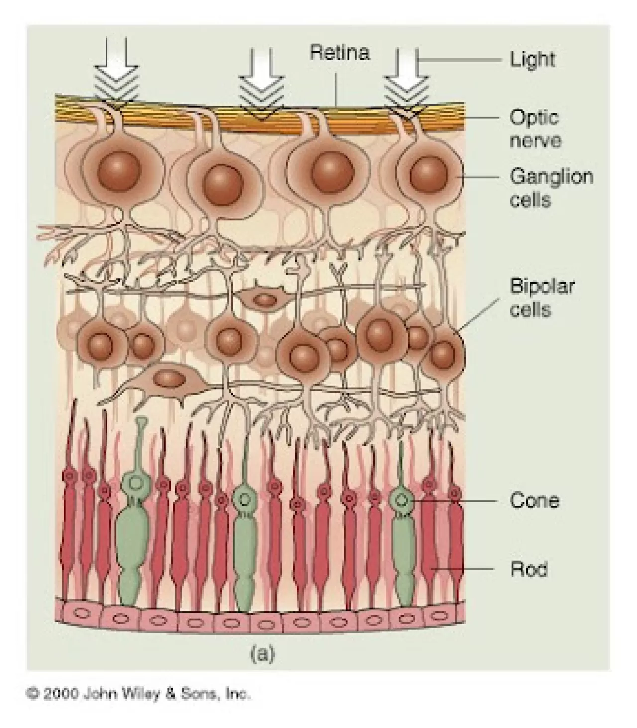 Güne 10 Dakika Işıkla Başlamak Zihinsel Performansı Artırıyor