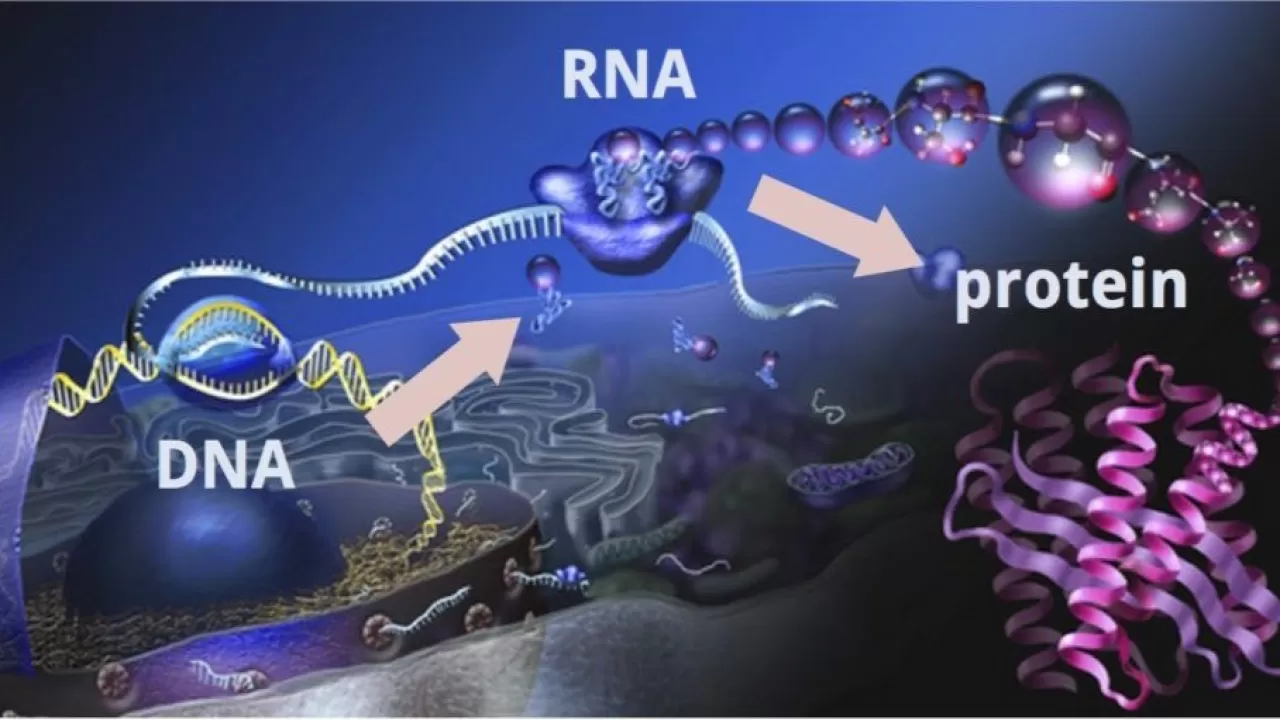 Sağlık Okuryazarlığı Araştırması İçin Yeni Bir Konu Önerisi Gündemde