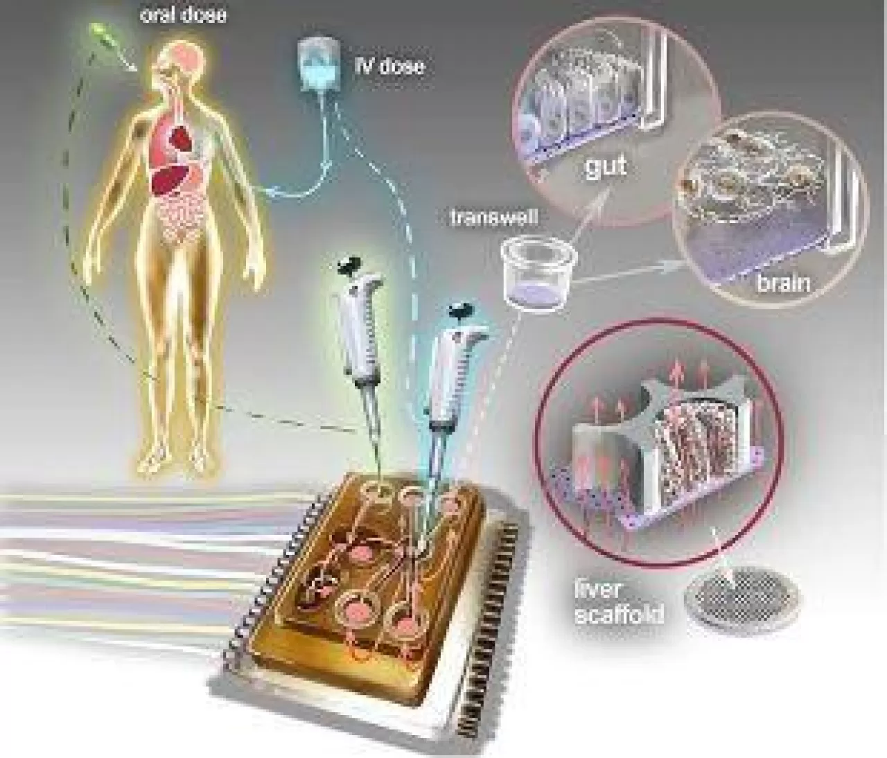 Kişiselleştirilmiş İlaç Tedavisi İçin Dijital Organ Modelleri Geliştiriliyor