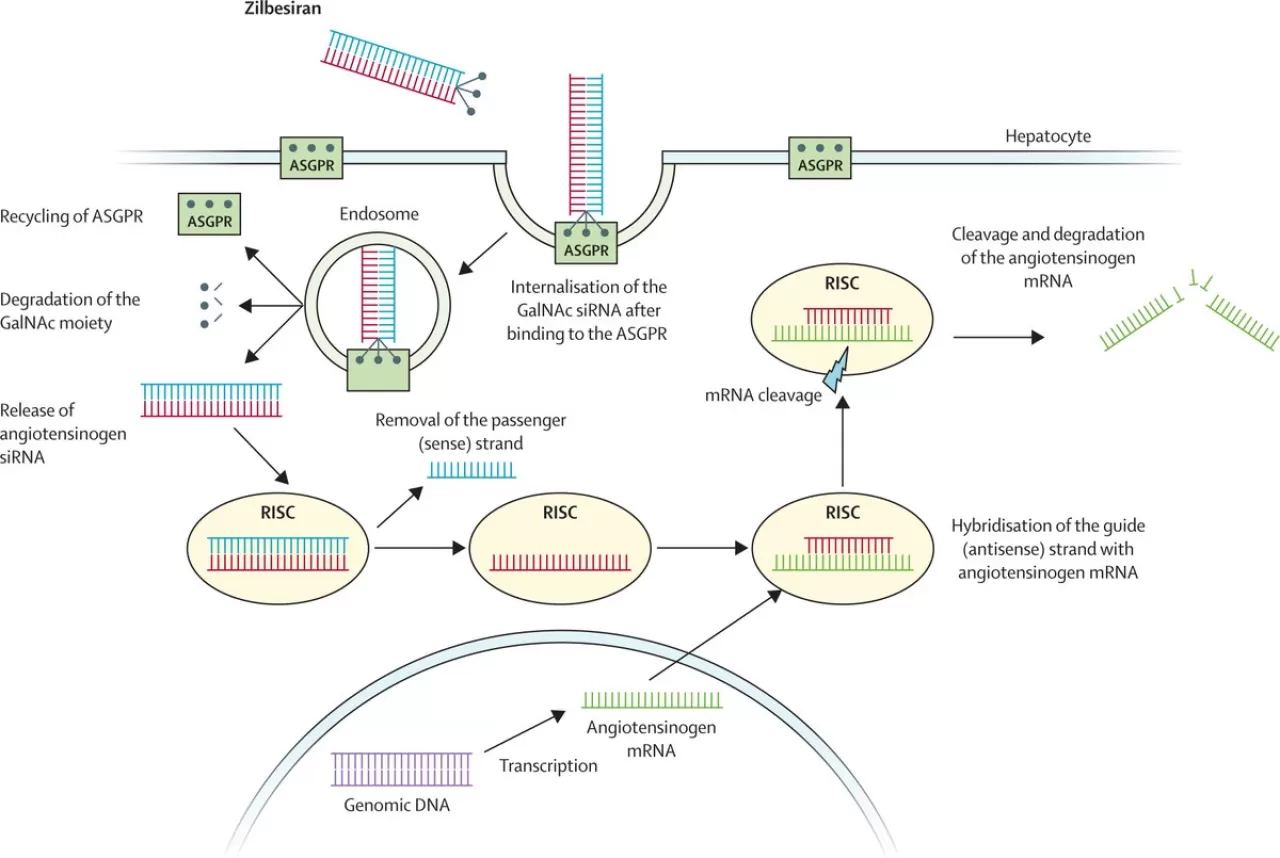 Yeni İlaç Tedavileri ile Hipertansiyon Bakımında Çığır Açılıyor